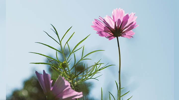 api img 6967bf27cea61