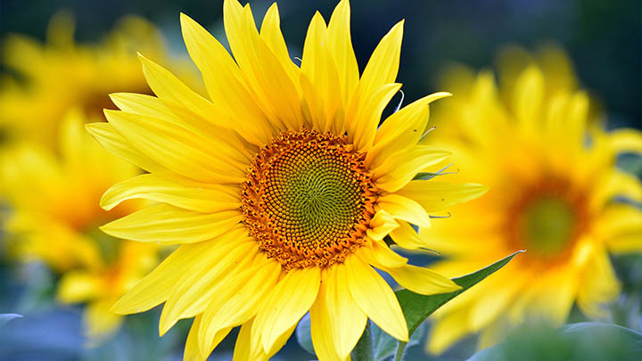 Pad如何下载WPS？官方教程完整解析 二