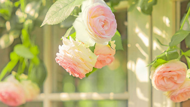 WPS星标文件下载：全新3步指南揭秘 二