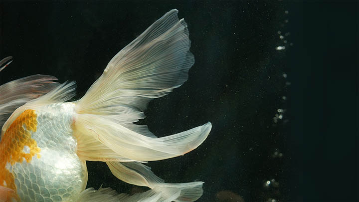 WPS旧版下载：官网教程详解 二