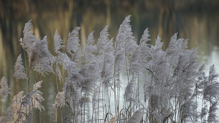WPS照片如何下载技巧揭晓？ 二
