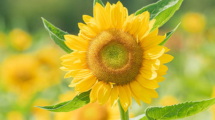 WPS下载教程+全解汉化设置方法 二