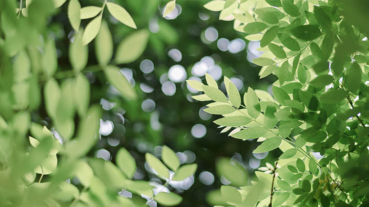 国内无法获取WPS正版？免费资源+直链教程两手解决 二