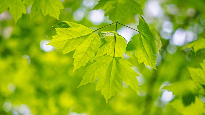 WPS屏保如何下载？详细教程分享 二