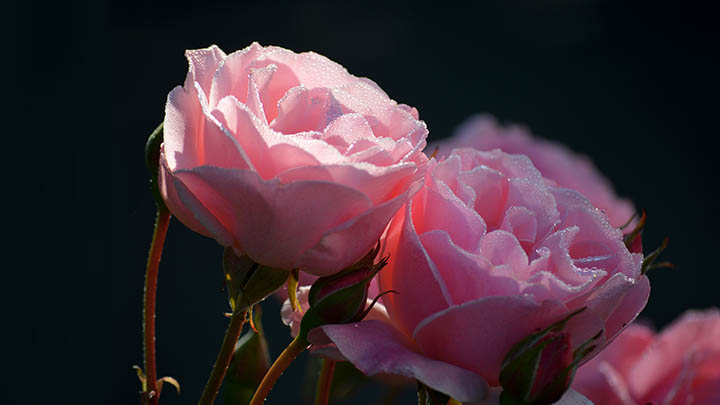 WPS文件无法下载？5种方式轻松获取完整资源 二